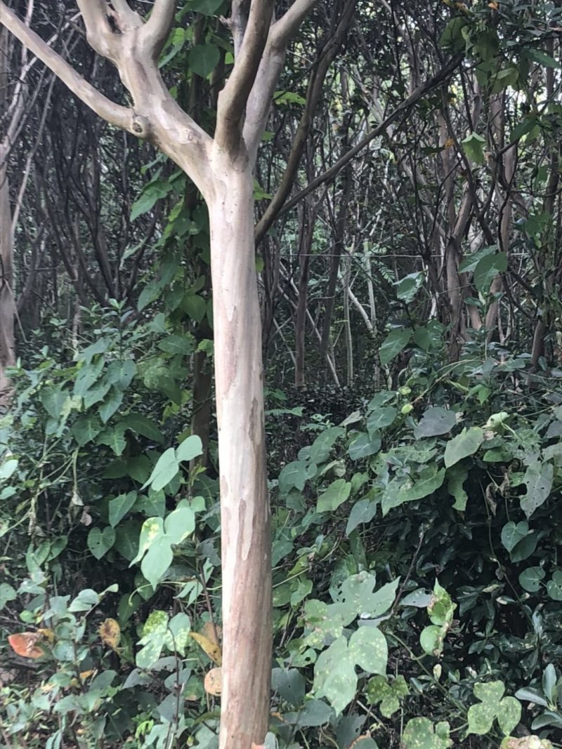 紫薇，百日红占地价格出售