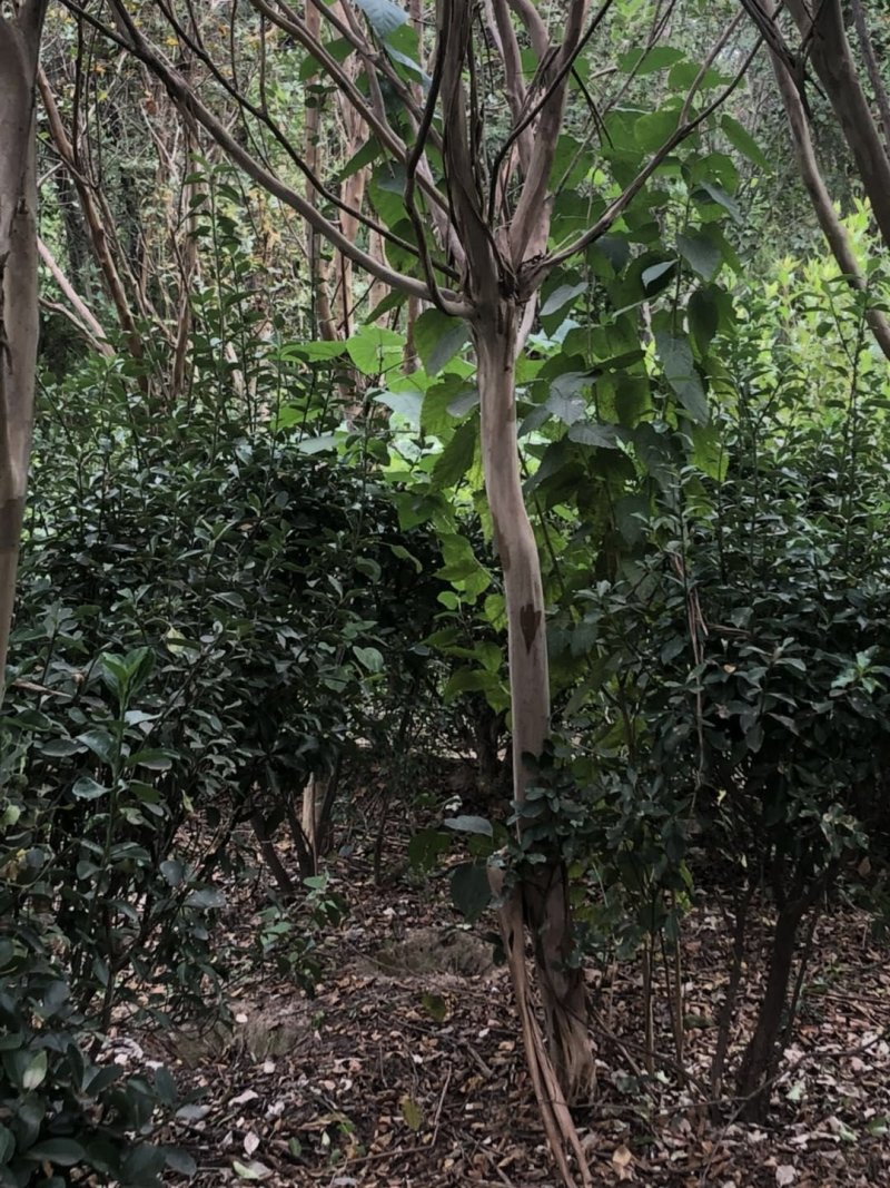 紫薇，百日红占地价格出售