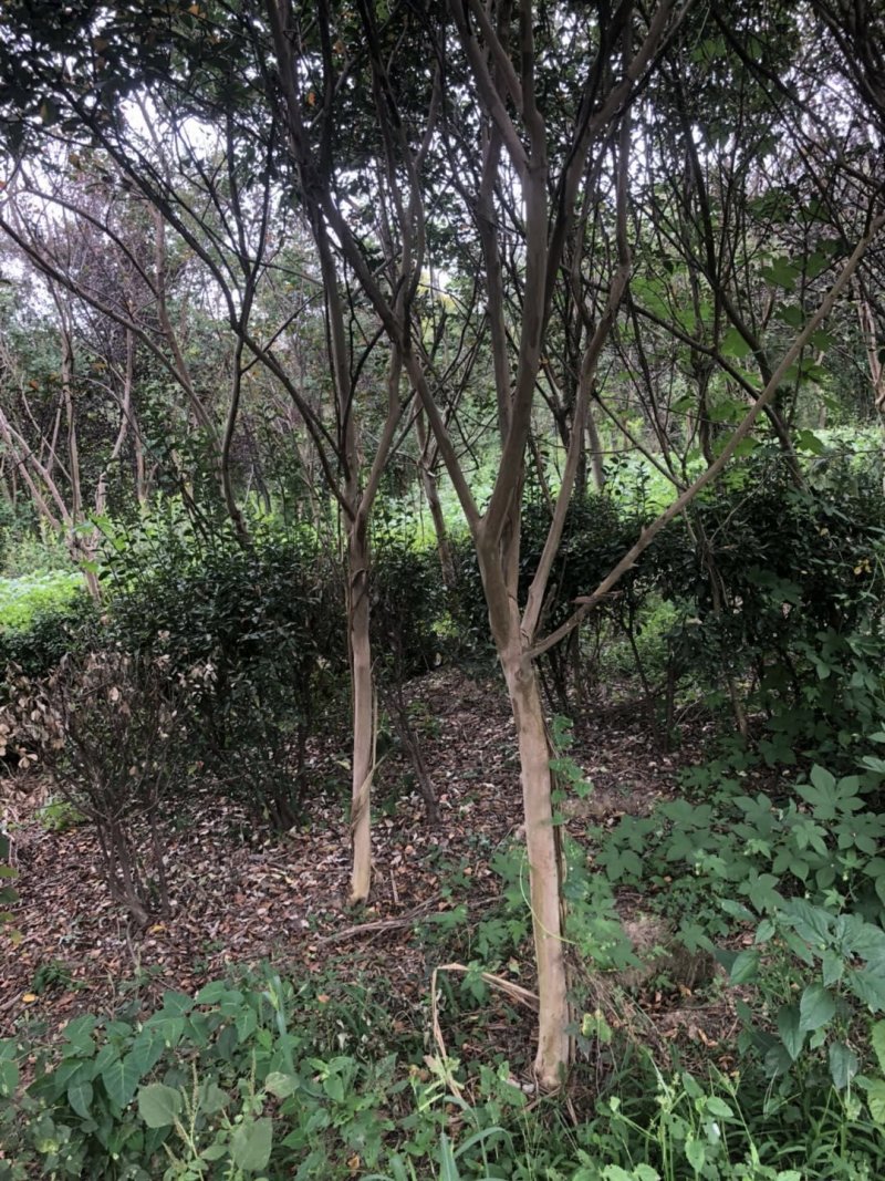 紫薇，百日红占地价格出售