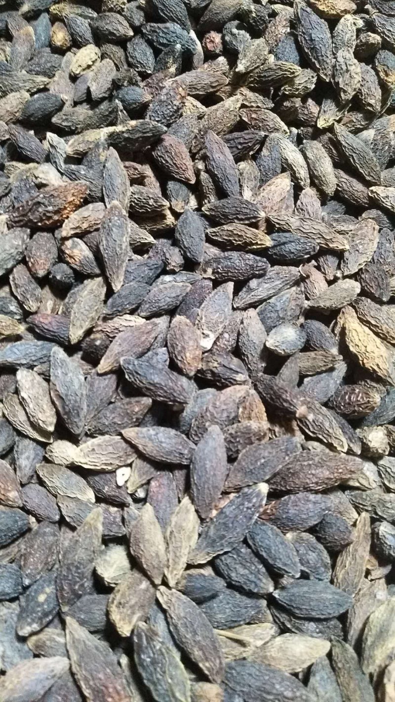 橄榄