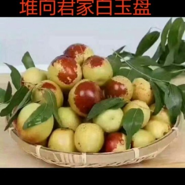 冬枣基地