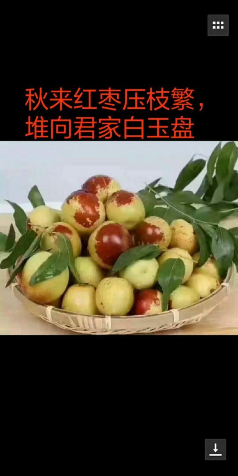 冬枣基地