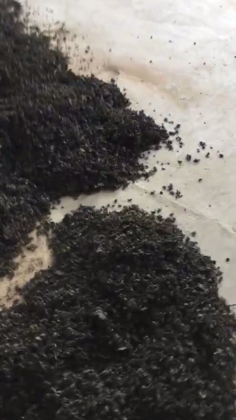 延安过筛地皮菜(地软)