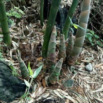 笋干