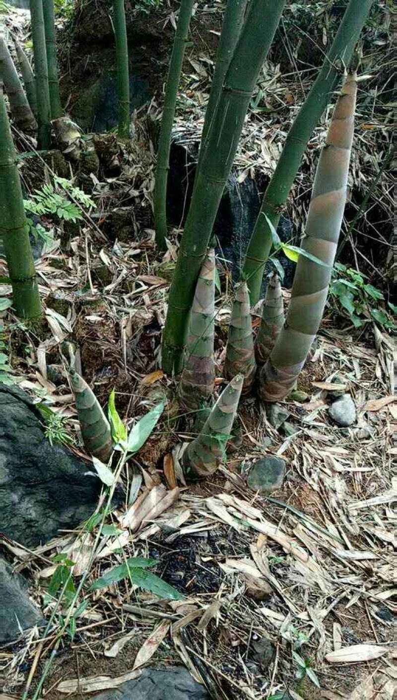 笋干