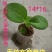 无纺布育苗袋营养袋一次性可降解花盆果蔬育苗容器杯可降解