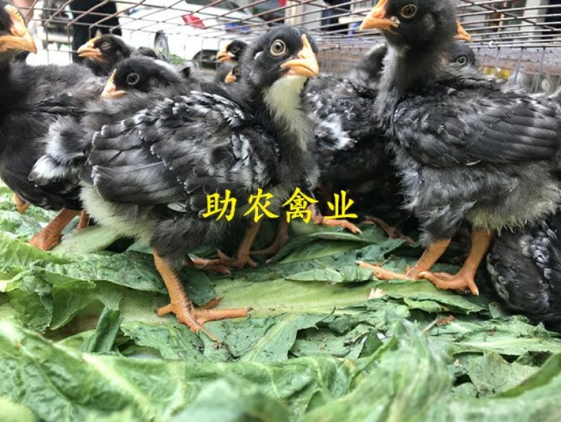 芦花鸡苗