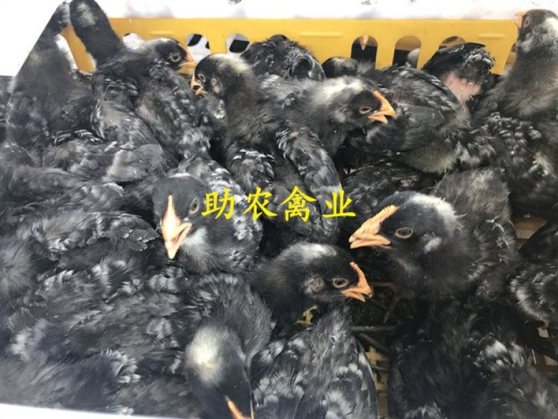 芦花鸡苗