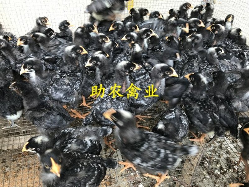 芦花鸡苗