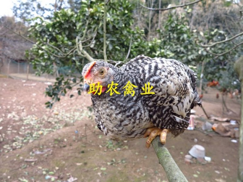 芦花鸡苗