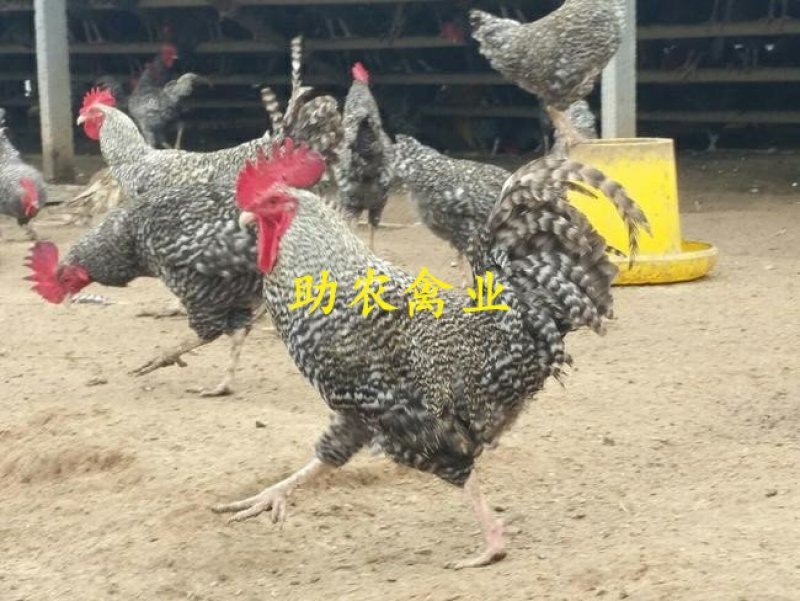 芦花鸡苗