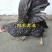 芦花鸡苗
