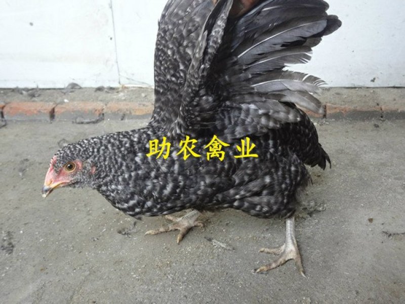 芦花鸡苗