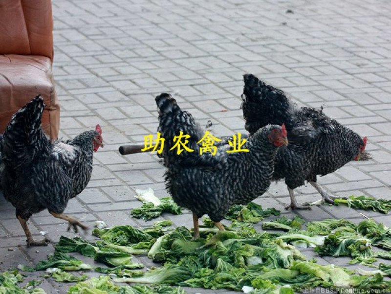 芦花鸡苗