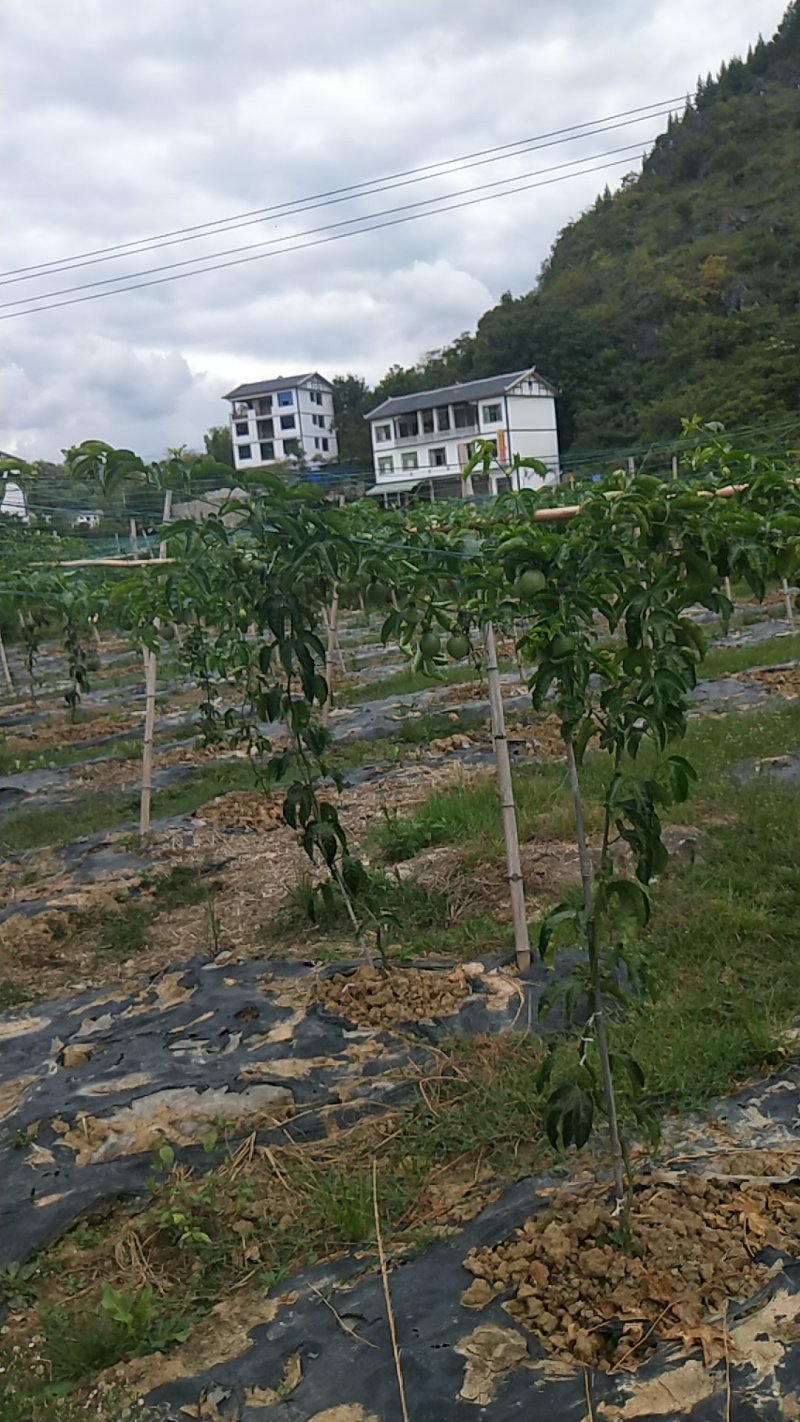 百香果