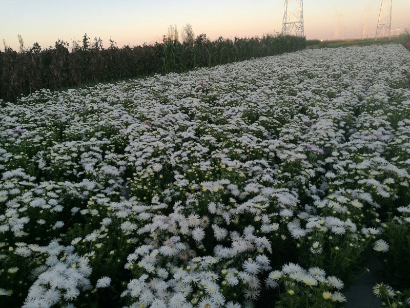 翠菊剑状白色，