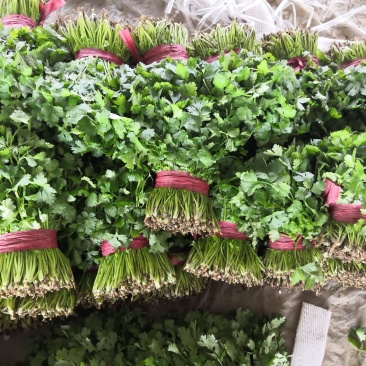 大叶香菜，大量上市！！！