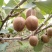眉县徐香猕猴桃，产地批发2.2~2.8元/斤看货定价