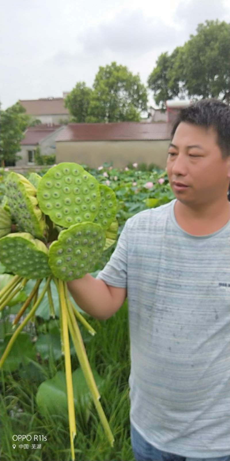 藕种水果莲子苗，本品种出产的莲子甜、爽、脆，口感好