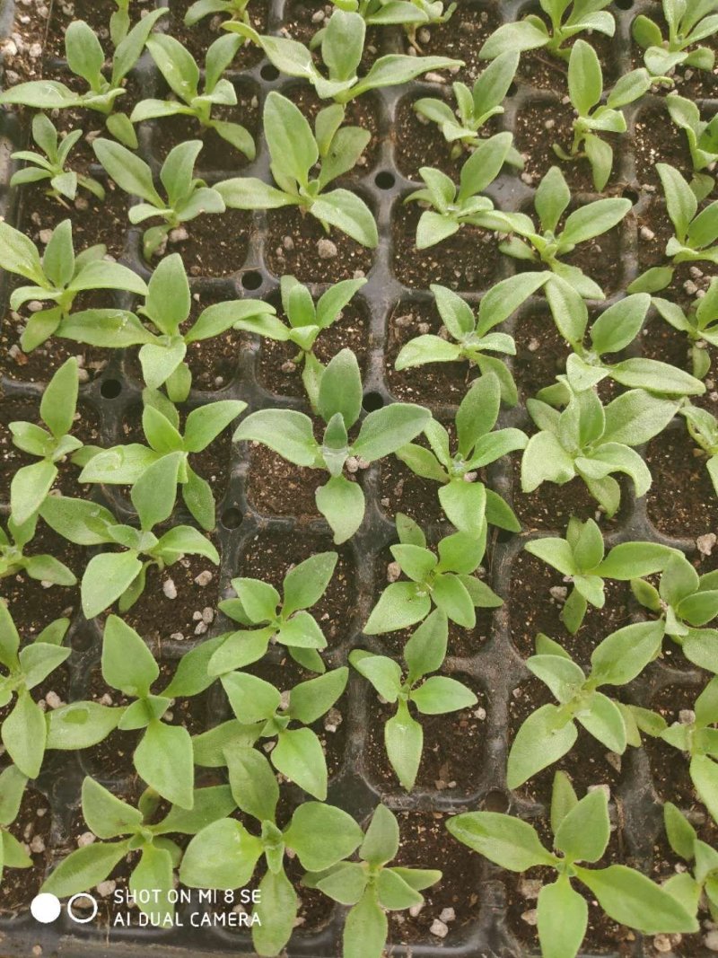 冰菜苗冰草苗，有机蔬菜，中叶