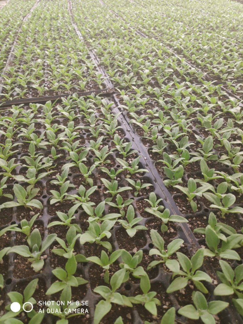 冰菜苗冰草苗，有机蔬菜，中叶