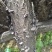 黑木耳