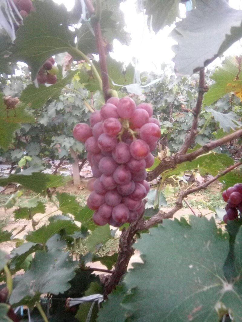 巨峰葡萄