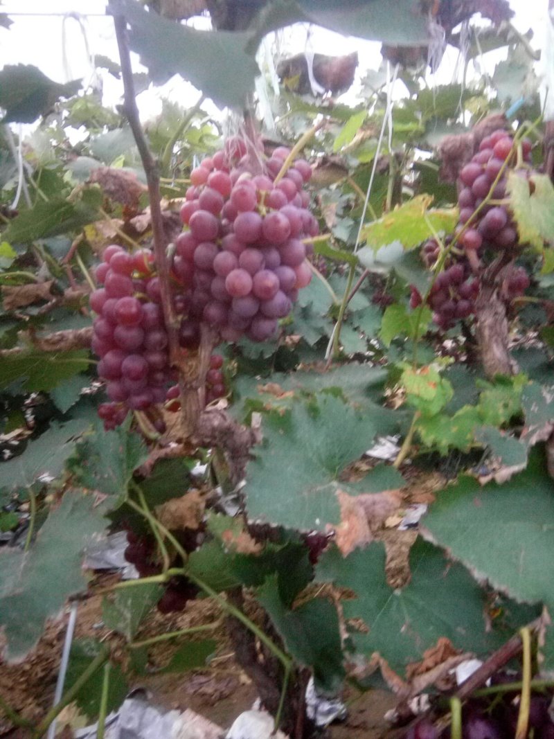 巨峰葡萄