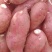 商薯19红薯