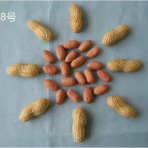 花生种子-花生芽菜种子
