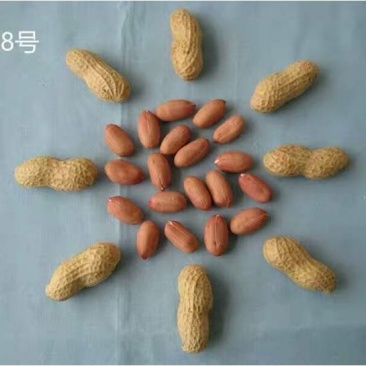 花生种子-花生芽菜种子