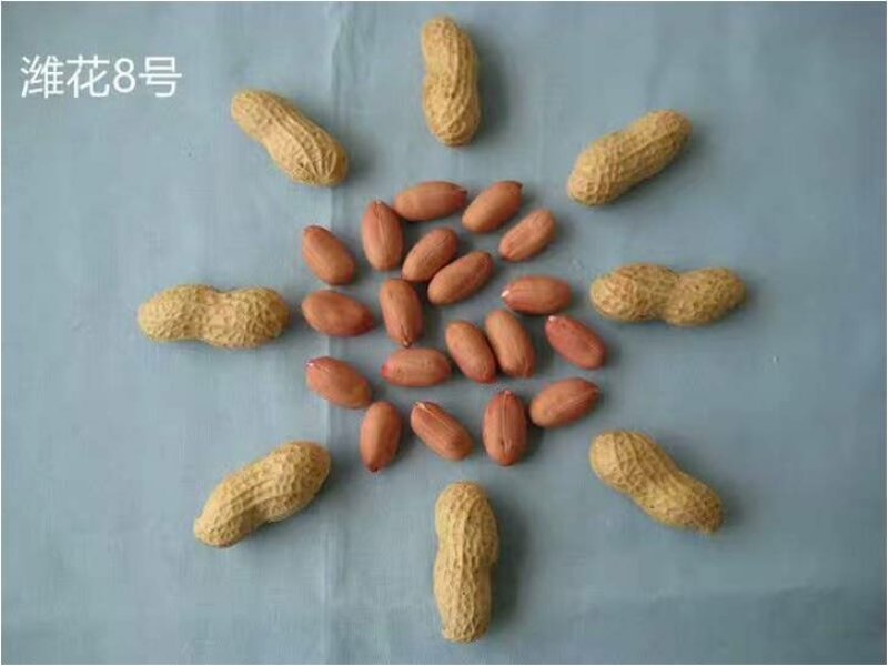 花生种子-花生芽菜种子