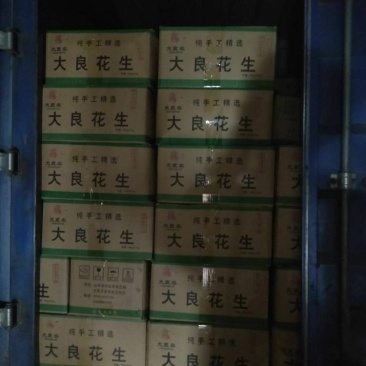花生种子，花生芽专用种子