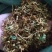金银花云南野生干货现货