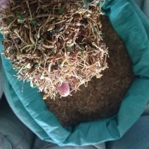 金银花云南野生干货现货