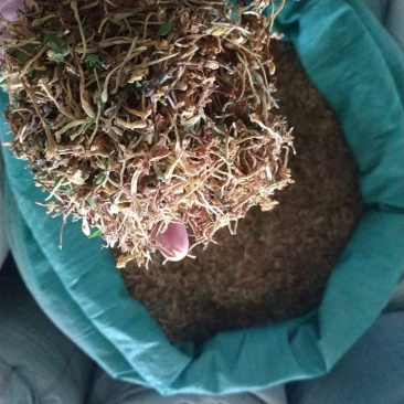 金银花云南野生干货现货