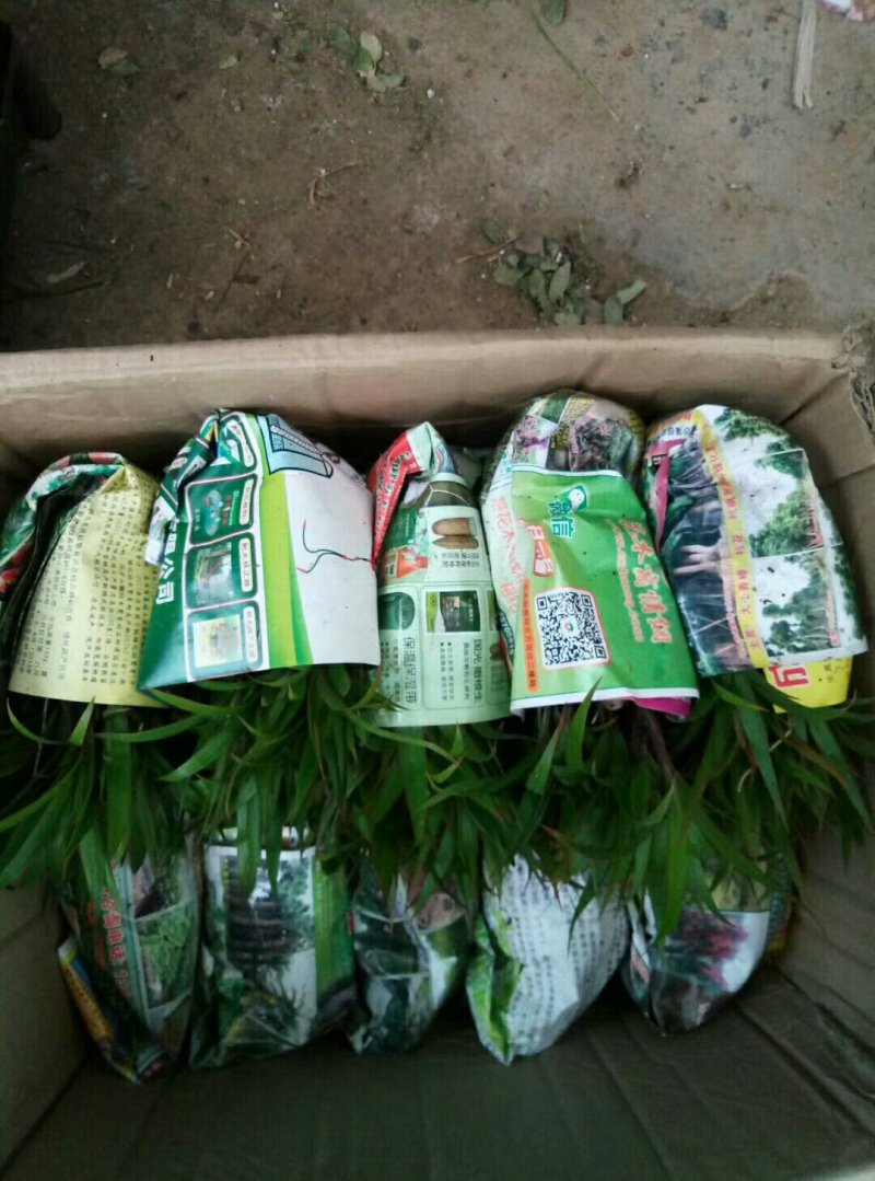 酒瓶椰子苗酒瓶椰庭院四季常青观叶观型棕榈科植物