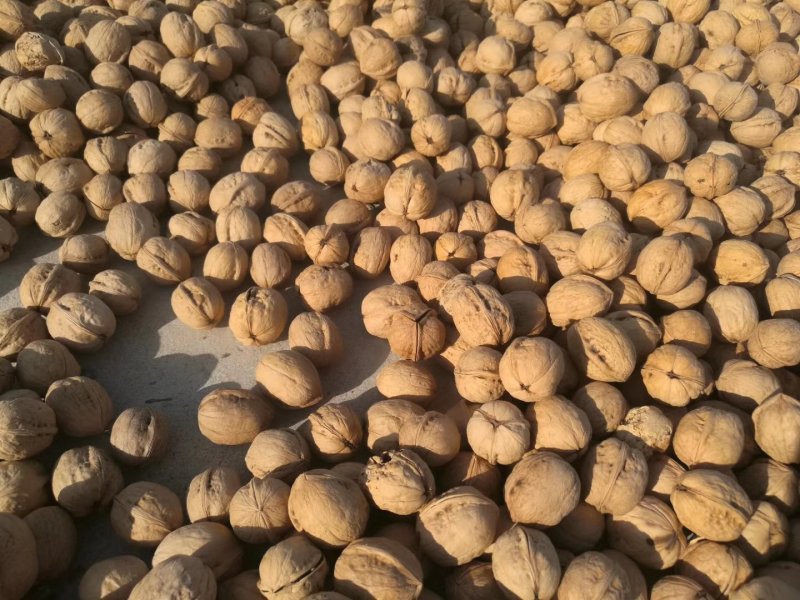 包邮新货精选货185纸皮核桃，量大优惠