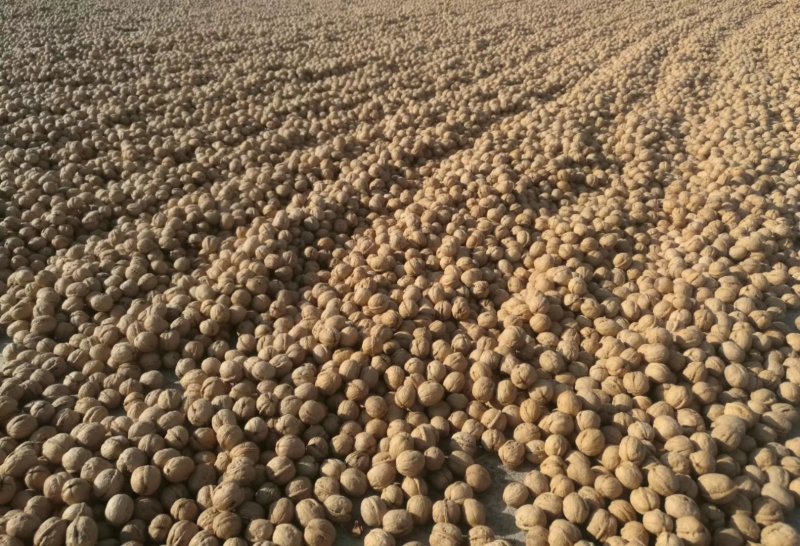 包邮新货精选货185纸皮核桃，量大优惠