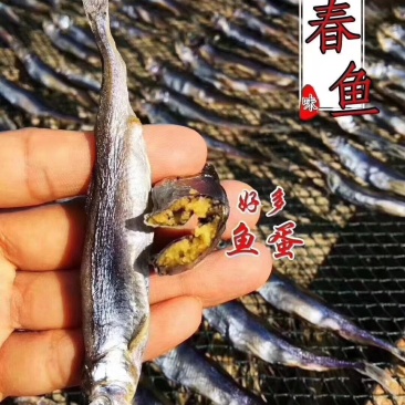 多春鱼