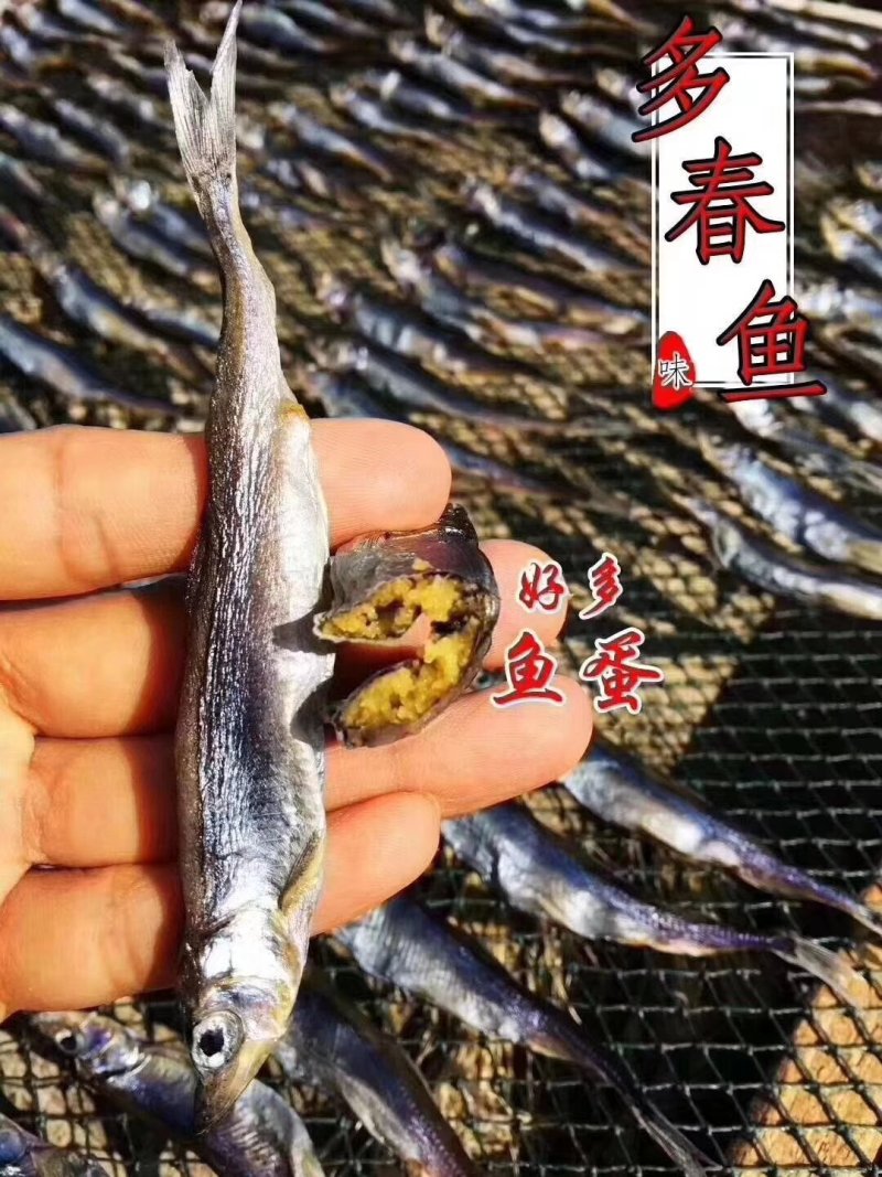 多春鱼