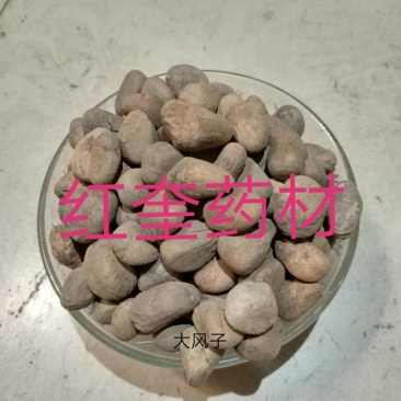 大风子麻疯子驱虫大风子货好量大不满意保退换