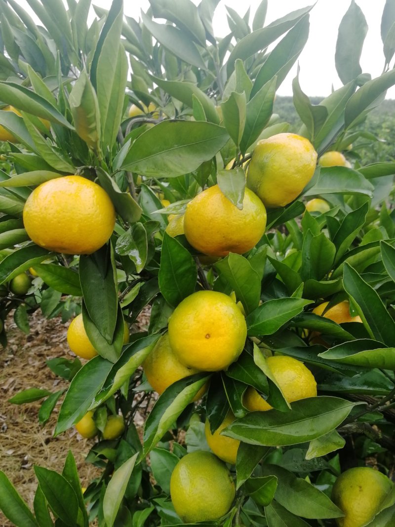 桔子大量供应早熟蜜橘