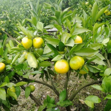桔子大量供应早熟蜜橘