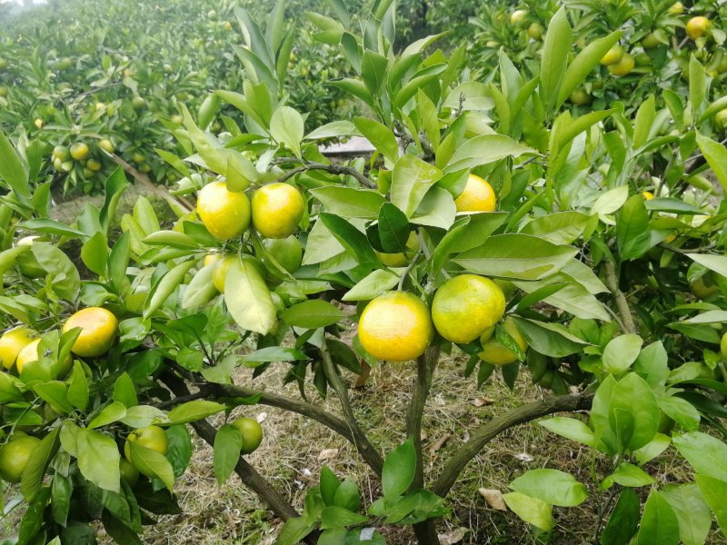 桔子大量供应早熟蜜橘