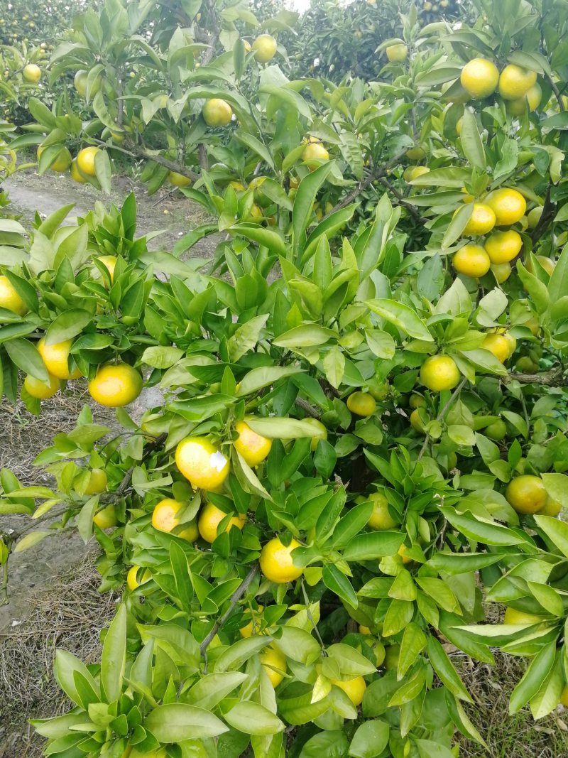 桔子大量供应早熟蜜橘