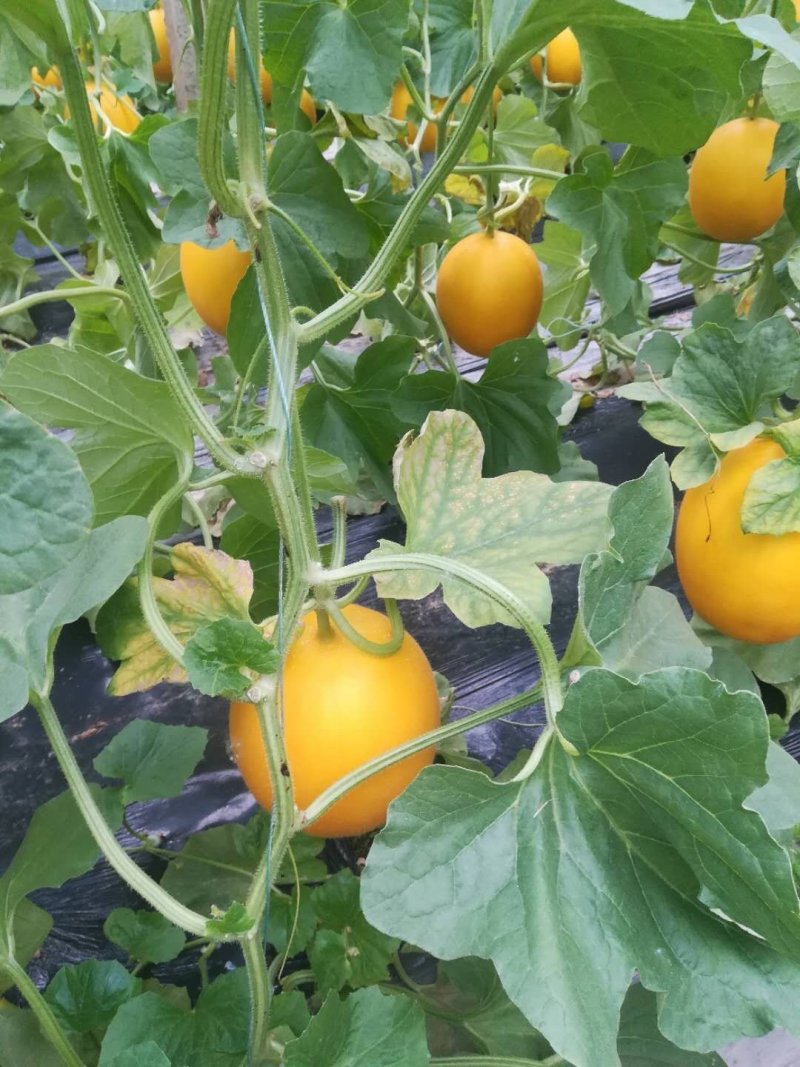 【5月下旬上市】黄河蜜瓜.