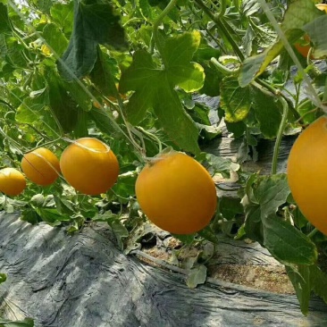 【5月下旬上市】黄河蜜瓜.