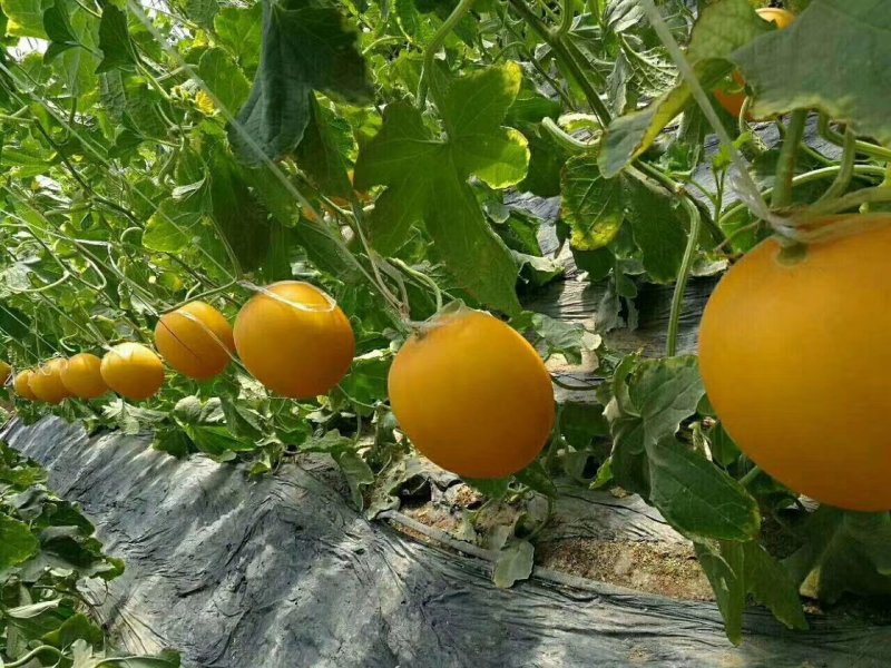 【5月下旬上市】黄河蜜瓜.