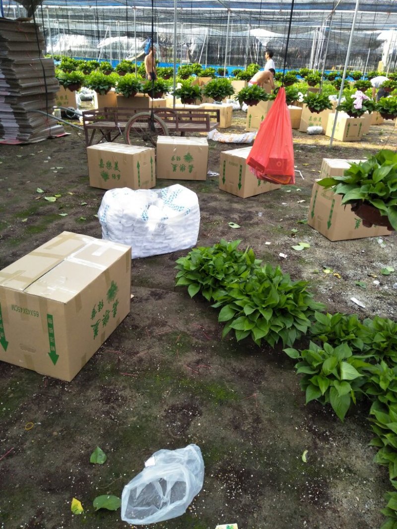 绿萝盆栽产地直发一手货源真实报价量大从优